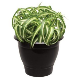 INPLAST VASO RENDONDO M PRETO RF6702